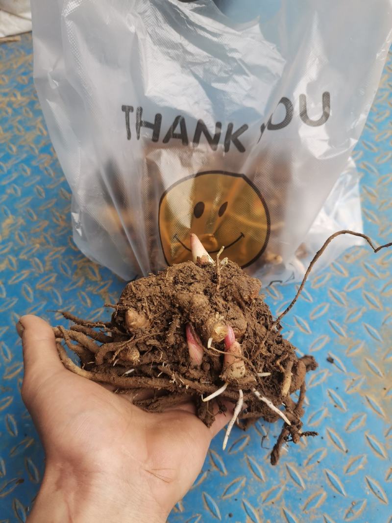 阳荷种根2020年新鲜阳荷种根洋河姜种根