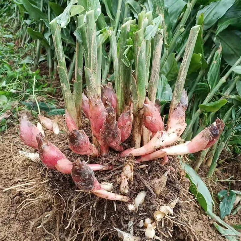 阳荷种根2020年新鲜阳荷种根洋河姜种根