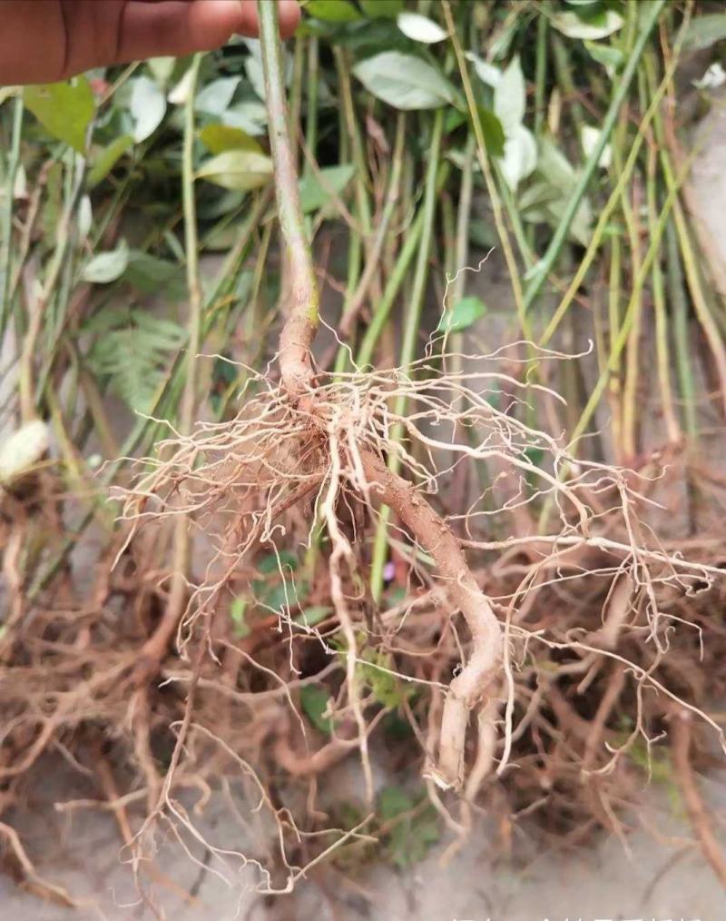 木姜子树苗山胡椒野生树苗香料材料大小规格都有量大从优
