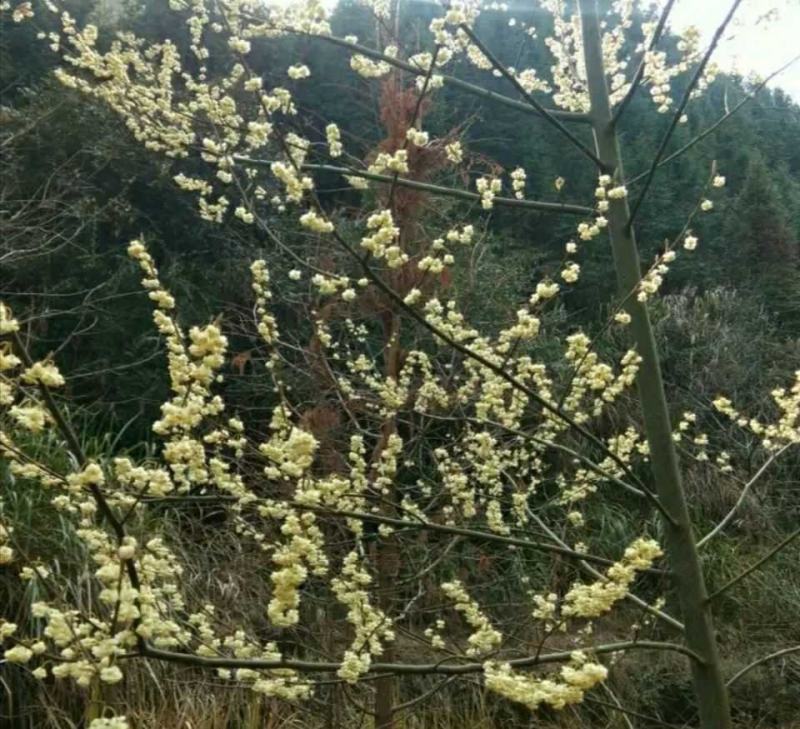 木姜子树苗山胡椒野生树苗香料材料大小规格都有量大从优