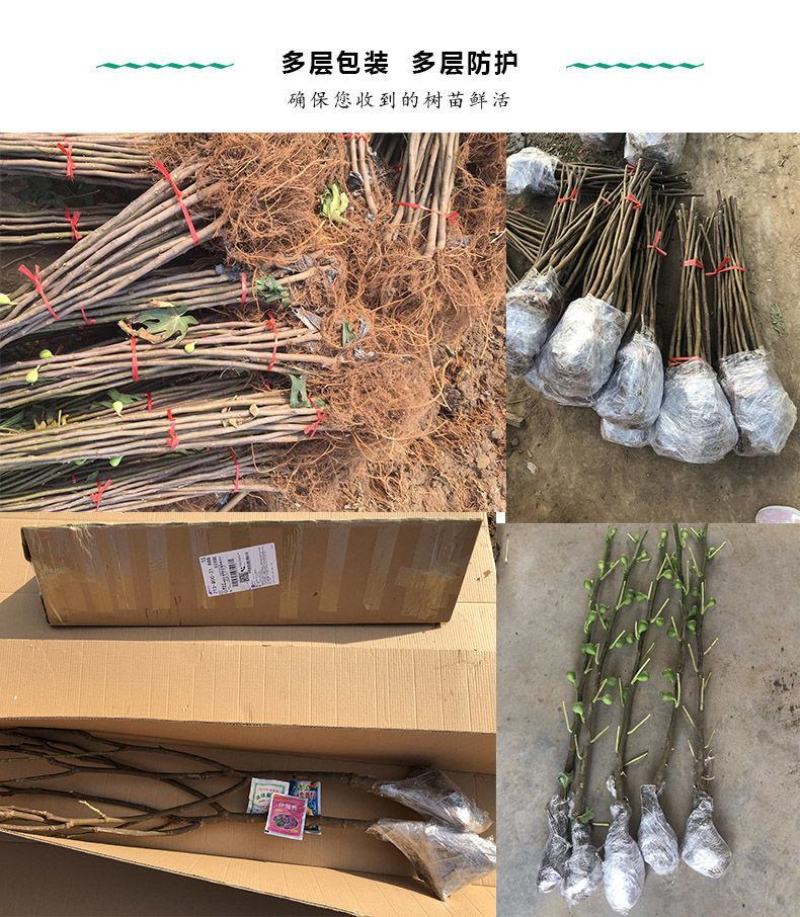 无花果树苗特大波姬红青皮砂糖盆栽地栽南北方种植当年结果