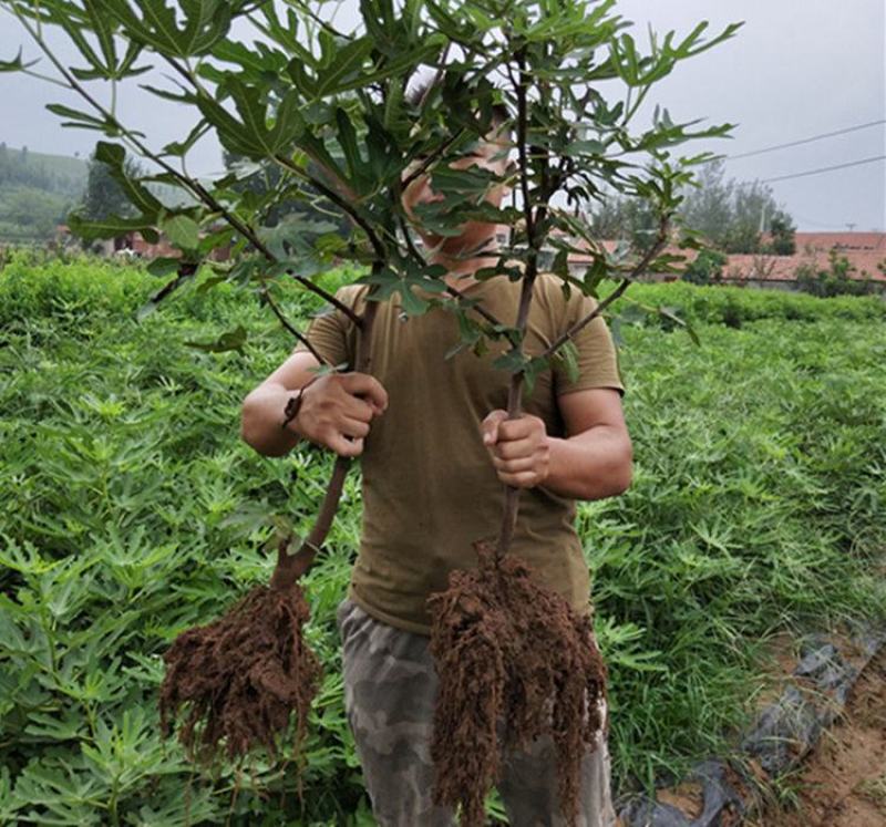 无花果树苗特大波姬红青皮砂糖盆栽地栽南北方种植当年结果