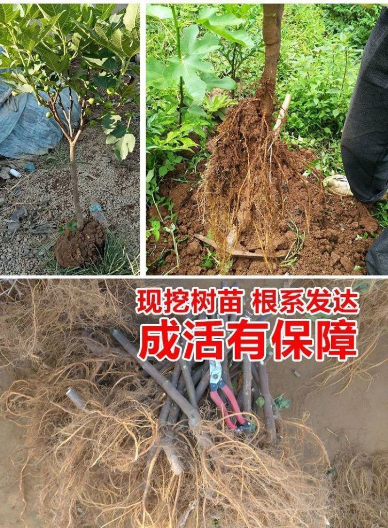 无花果树苗特大波姬红青皮砂糖盆栽地栽南北方种植当年结果