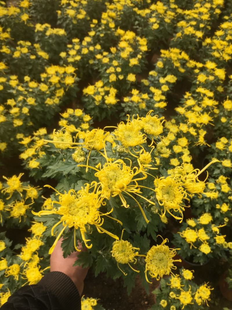 绿化菊花，工程用花，基地直销