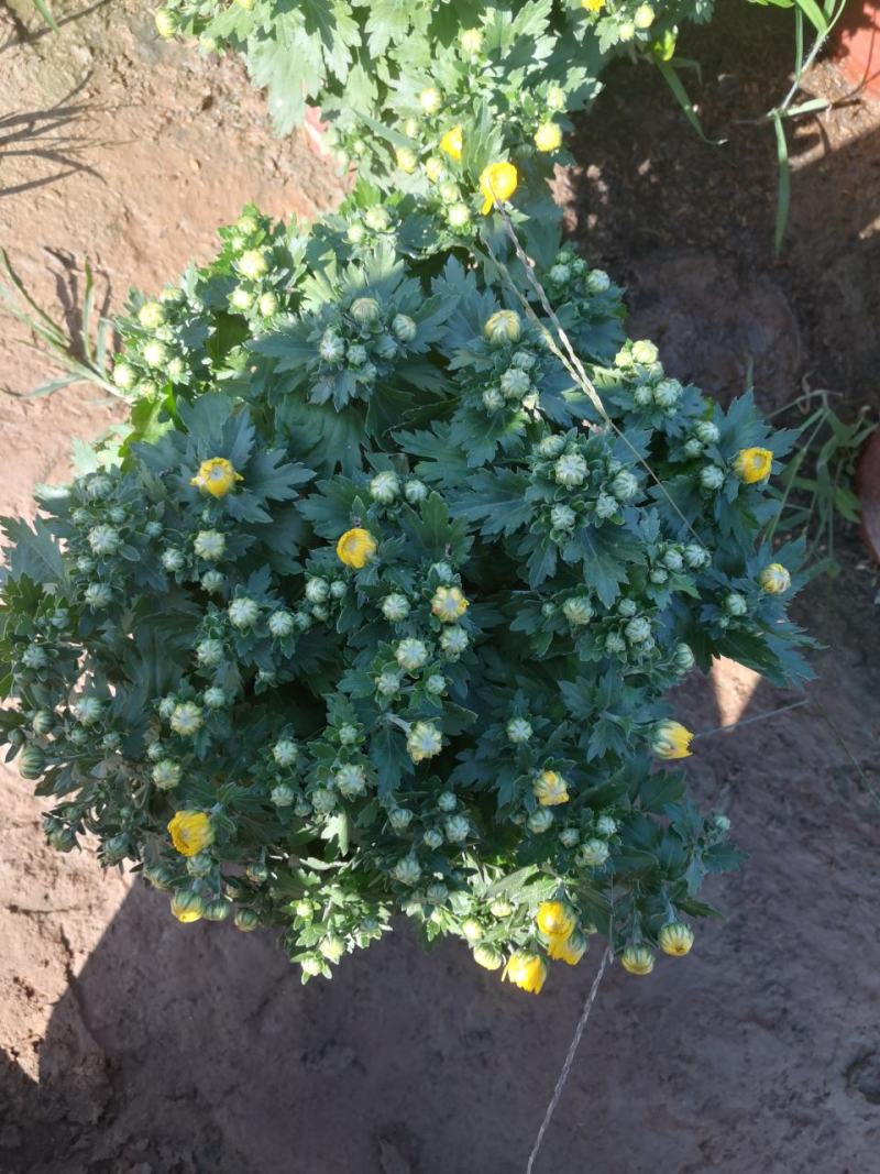 绿化菊花，工程用花，基地直销