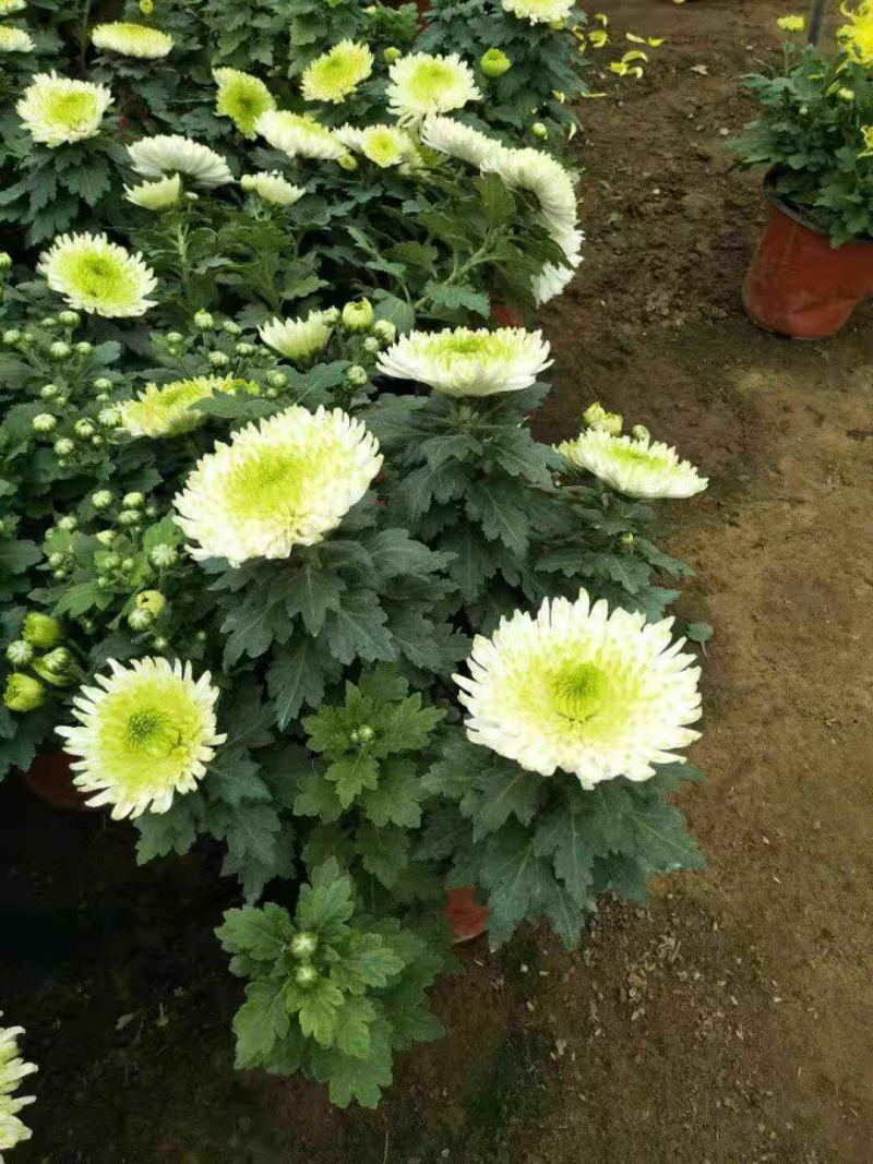 绿化菊花，工程用花，基地直销
