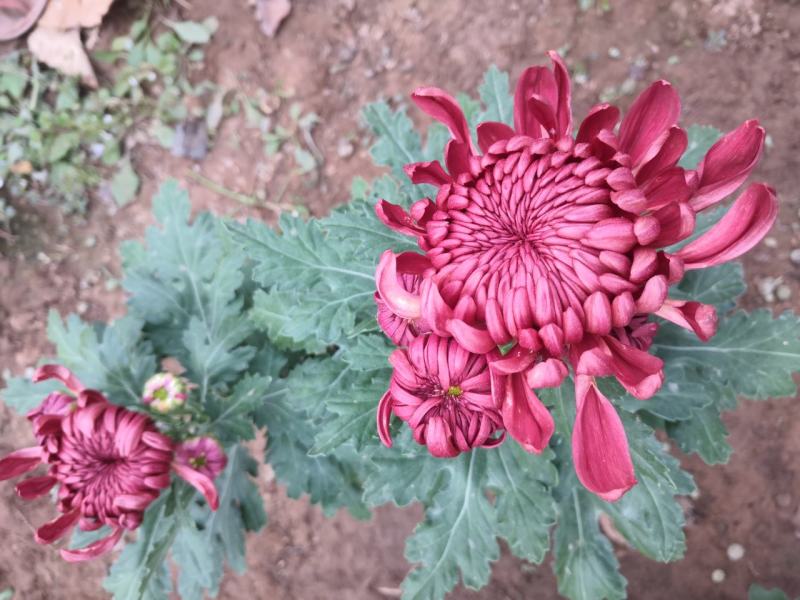 绿化菊花，工程用花，基地直销