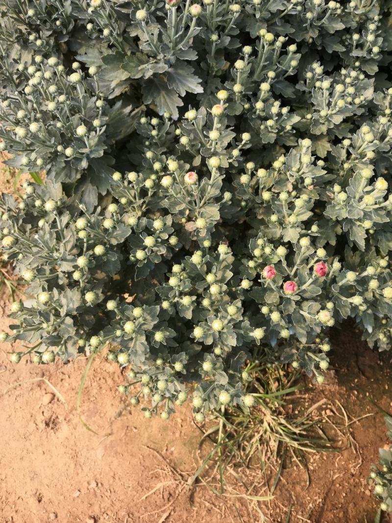 绿化菊花，工程用花，基地直销
