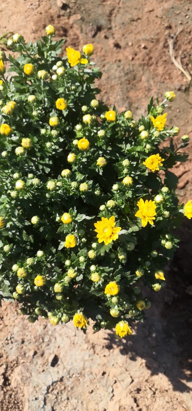 绿化菊花，工程用花，基地直销