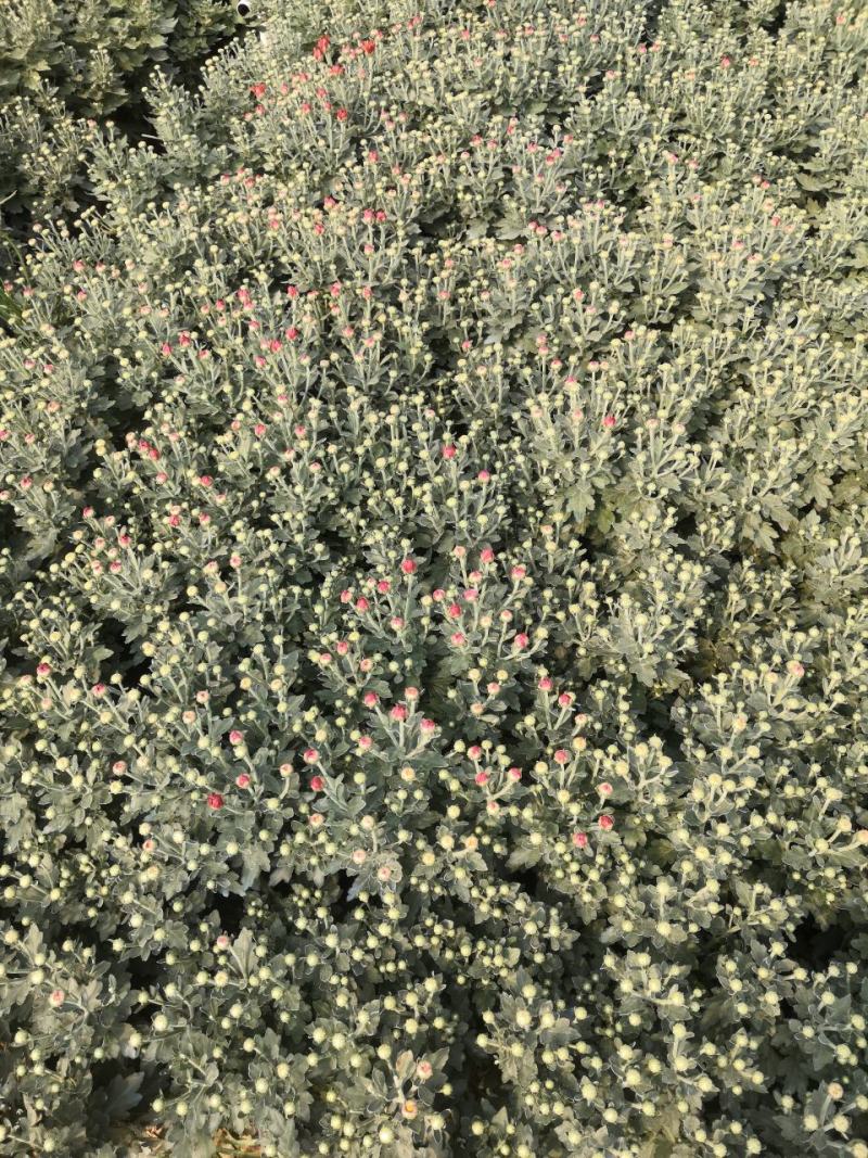 绿化菊花，工程用花，基地直销