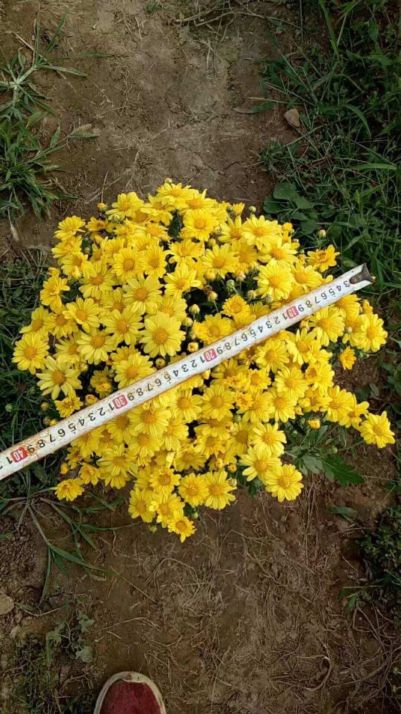 绿化菊花，工程用花，基地直销