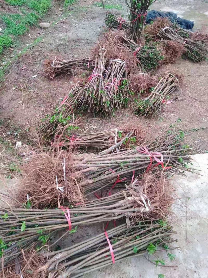 蜂糖李苗李子苗基地直发两年挂果长势好