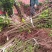 蜂糖李苗李子苗基地直发两年挂果长势好