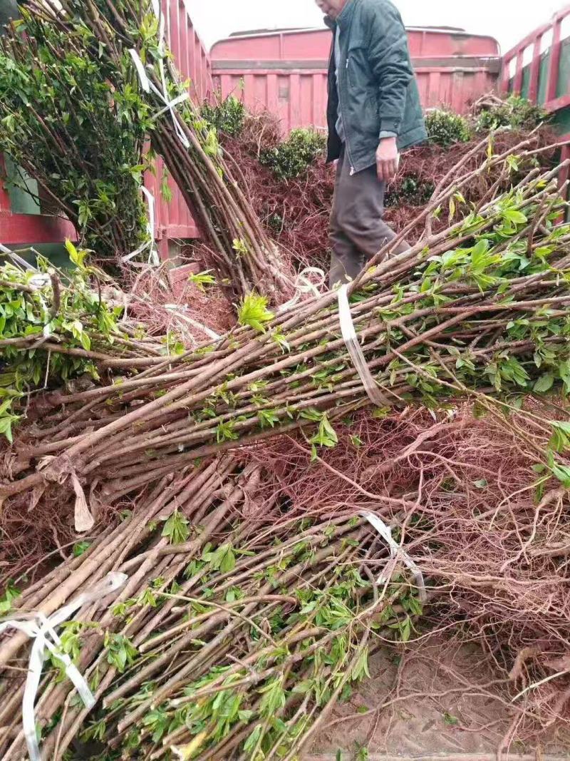 蜂糖李苗李子苗基地直发两年挂果长势好