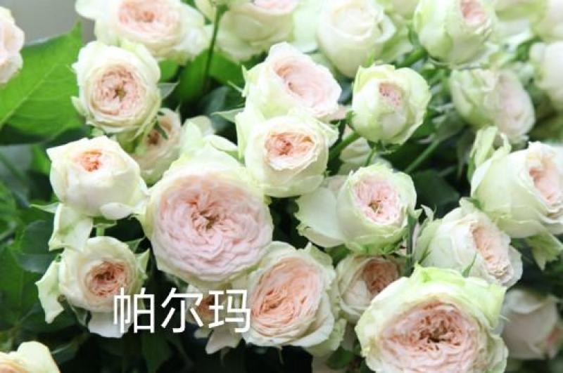 多头玫-云南鲜切花多头玫多类品种直供！各种等级多头玫供应