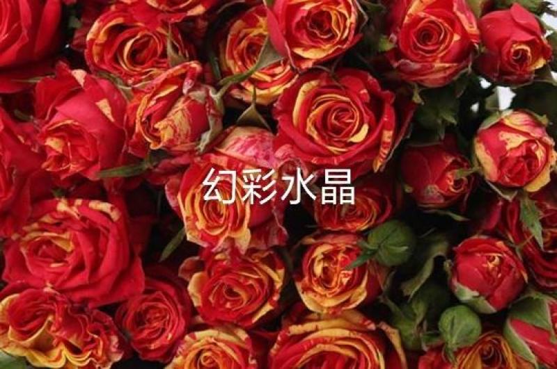 多头玫-云南鲜切花多头玫多类品种直供！各种等级多头玫供应