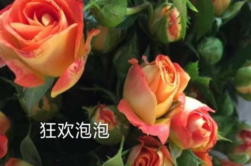 多头玫-云南鲜切花多头玫多类品种直供！各种等级多头玫供应