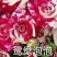 多头玫-云南鲜切花多头玫多类品种直供！各种等级多头玫供应