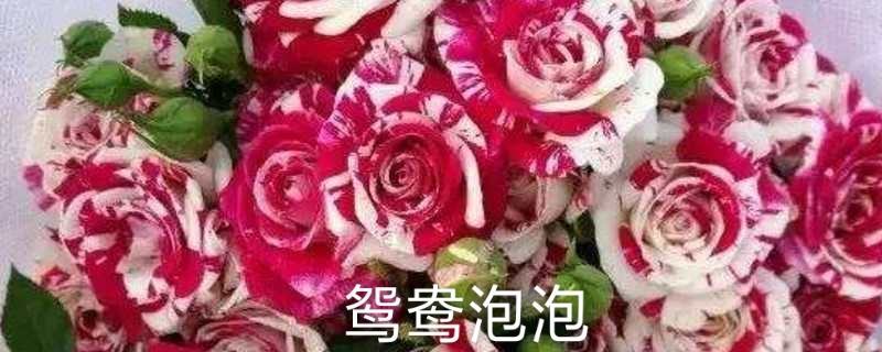 多头玫-云南鲜切花多头玫多类品种直供！各种等级多头玫供应