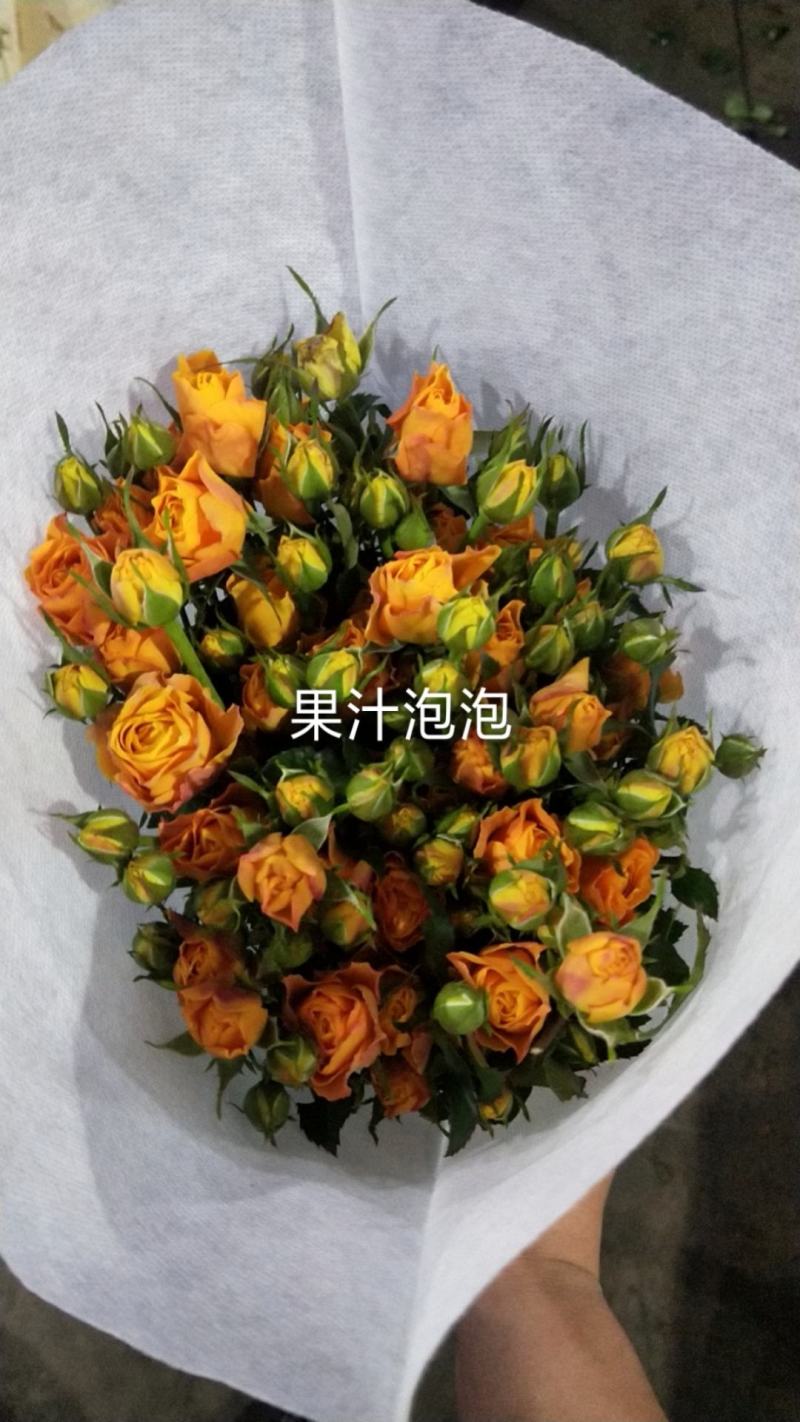 多头玫-云南鲜切花多头玫多类品种直供！各种等级多头玫供应