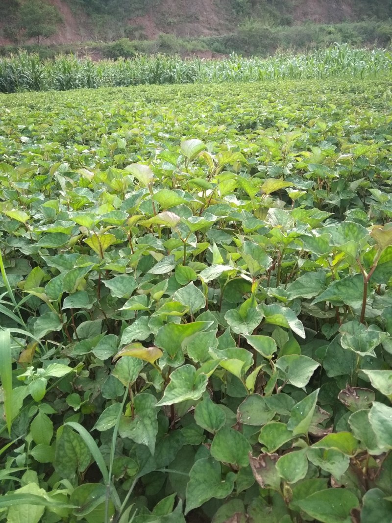 鱼鲜草，自家产的大量批发