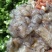 渤海湾手剥原浆皮皮虾肉爬虾肉