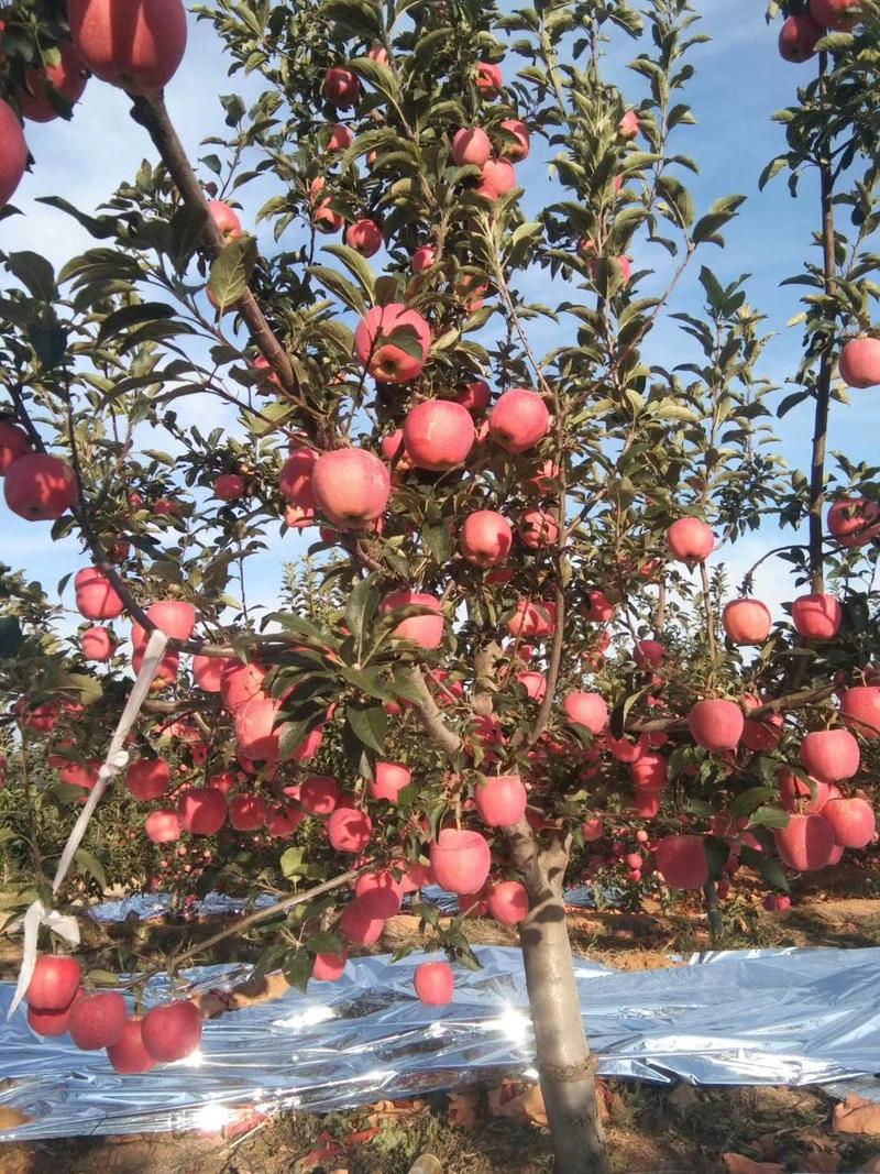 辽西绥中中秋王苹果即将上市！个大颜色鲜红！好吃甜翠真正的