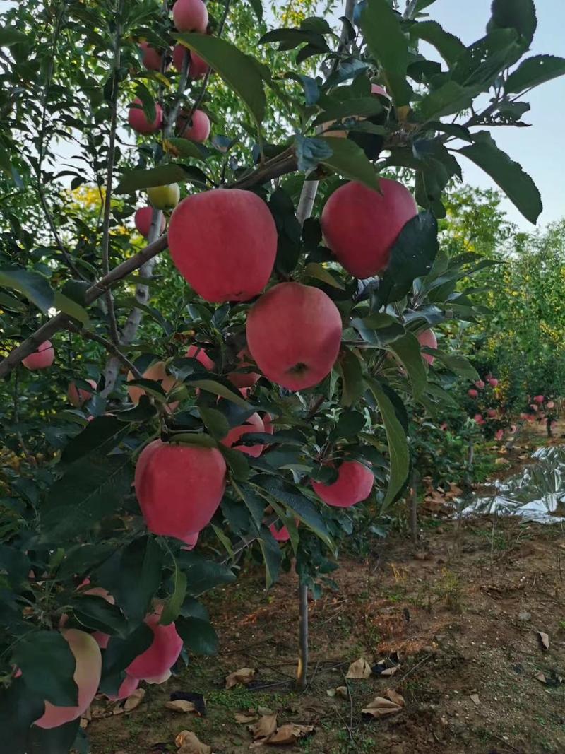 辽西绥中中秋王苹果即将上市！个大颜色鲜红！好吃甜翠真正的