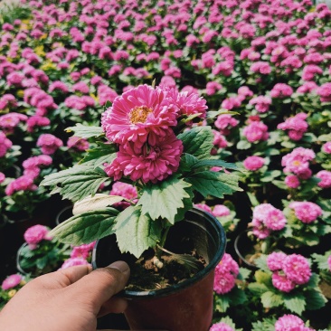 翠菊青州草花批发翠菊价格可视频看货翠菊批发