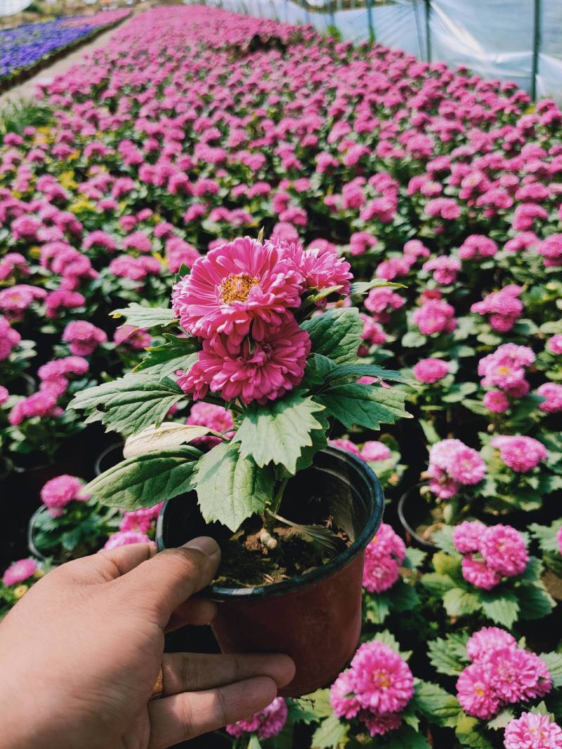 翠菊青州草花批发翠菊价格可视频看货翠菊批发