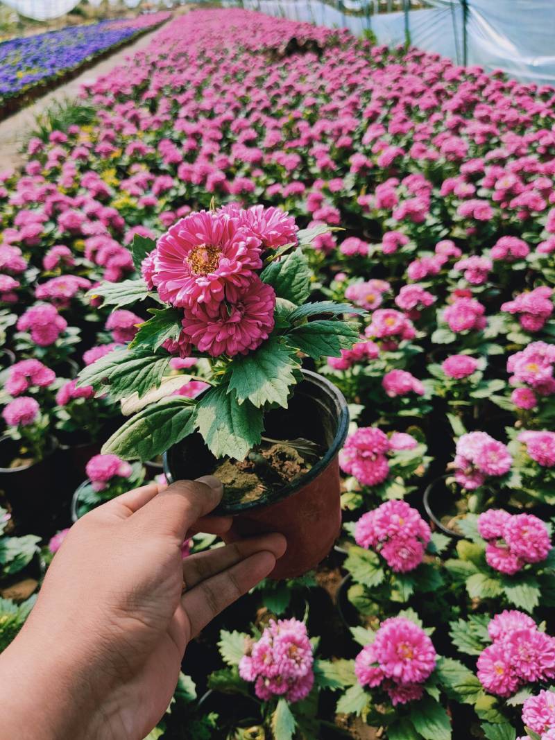 翠菊青州草花批发翠菊价格可视频看货翠菊批发