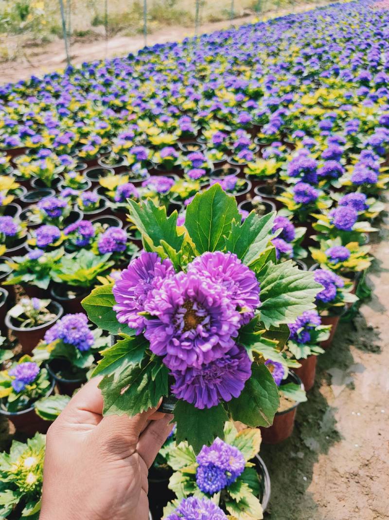 翠菊青州草花批发翠菊价格可视频看货翠菊批发