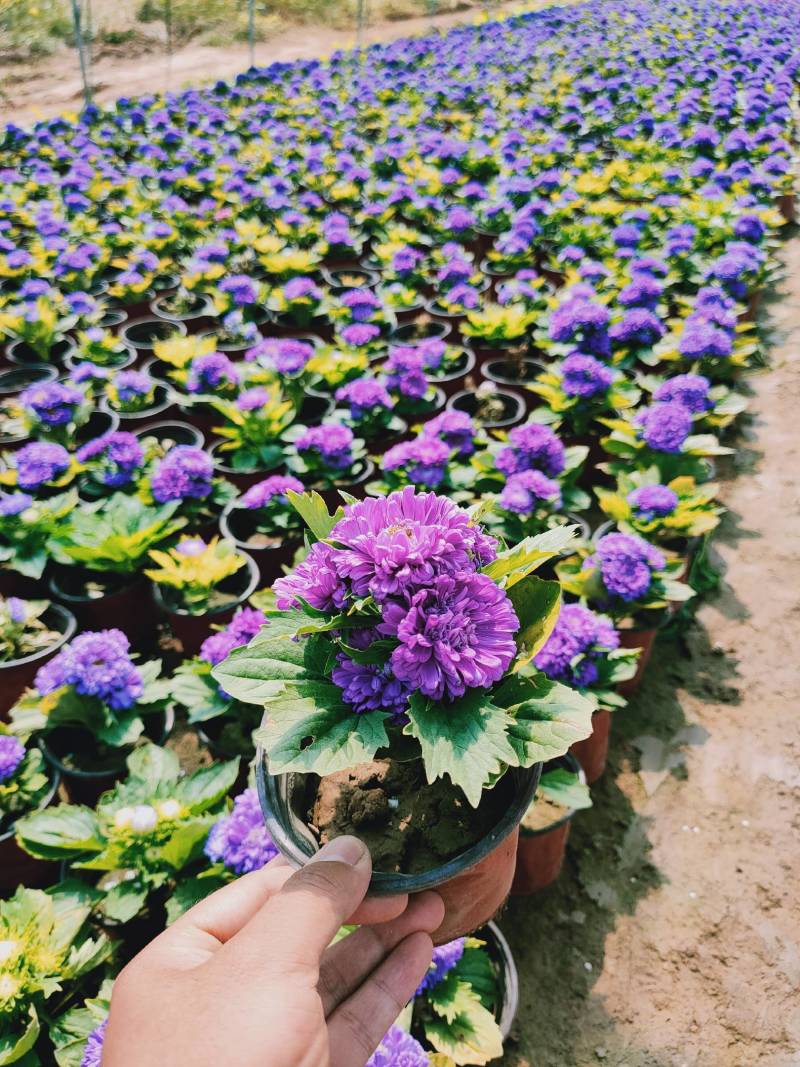 翠菊青州草花批发翠菊价格可视频看货翠菊批发