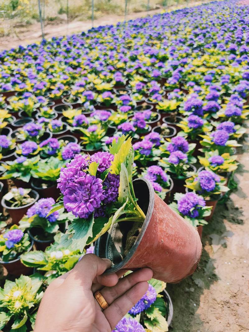 翠菊青州草花批发翠菊价格可视频看货翠菊批发