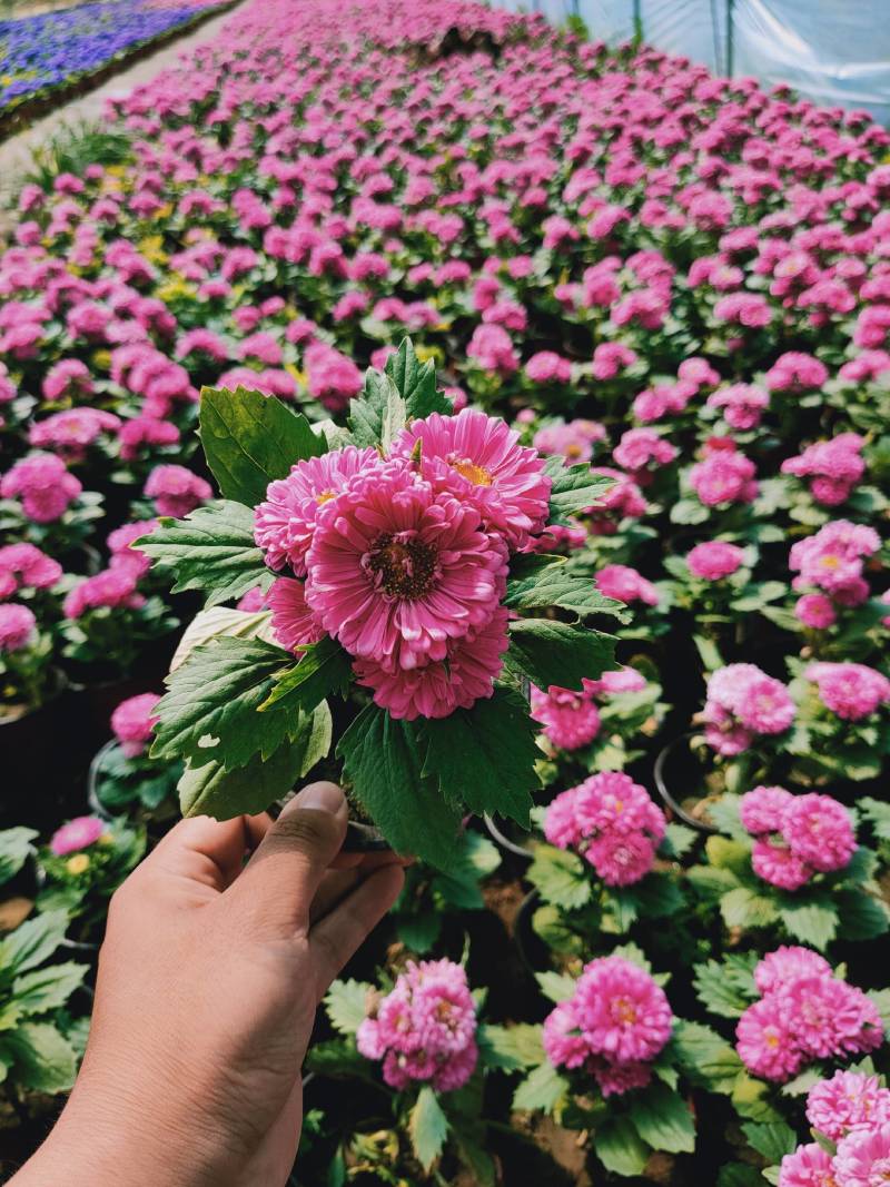 翠菊青州草花批发翠菊价格可视频看货翠菊批发