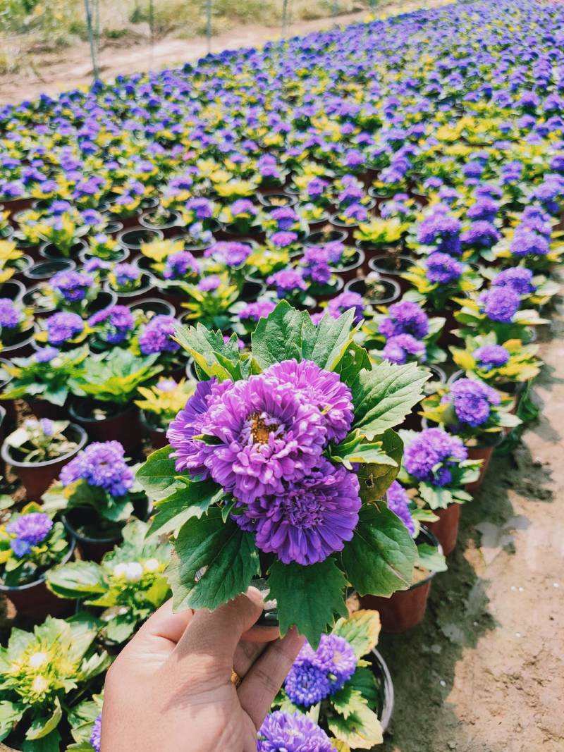 翠菊青州草花批发翠菊价格可视频看货翠菊批发