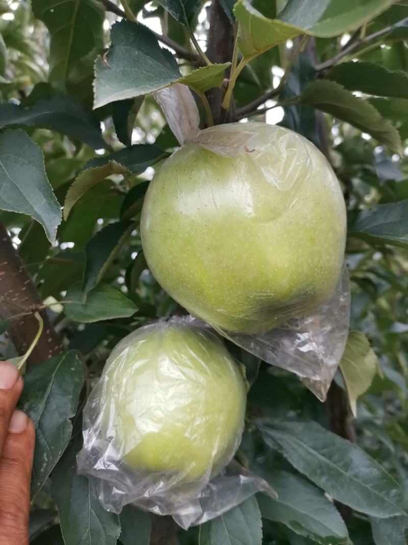 河北乐亭王林苹果大量有货，产地一手货源！