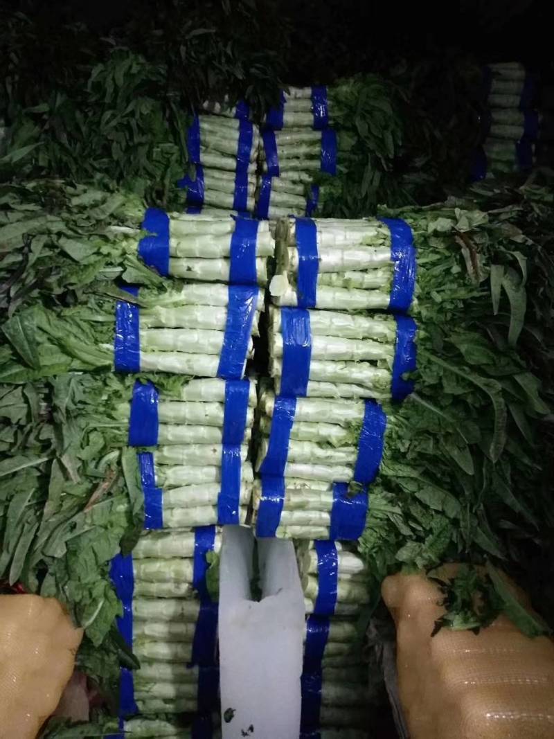 基地尖叶莴笋三青莴笋产地直销保质保量青皮绿肉
