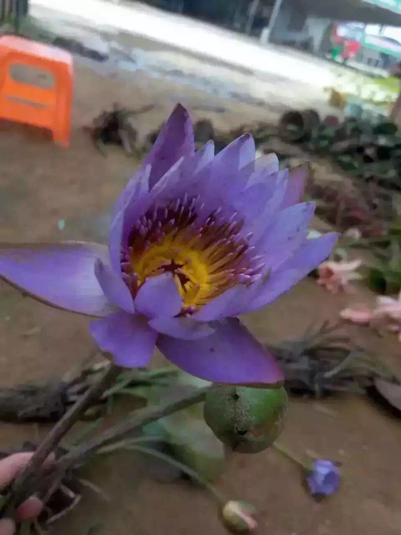 水生植物基地供应热带睡莲香睡莲