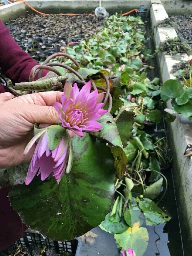 水生植物基地供应热带睡莲香睡莲