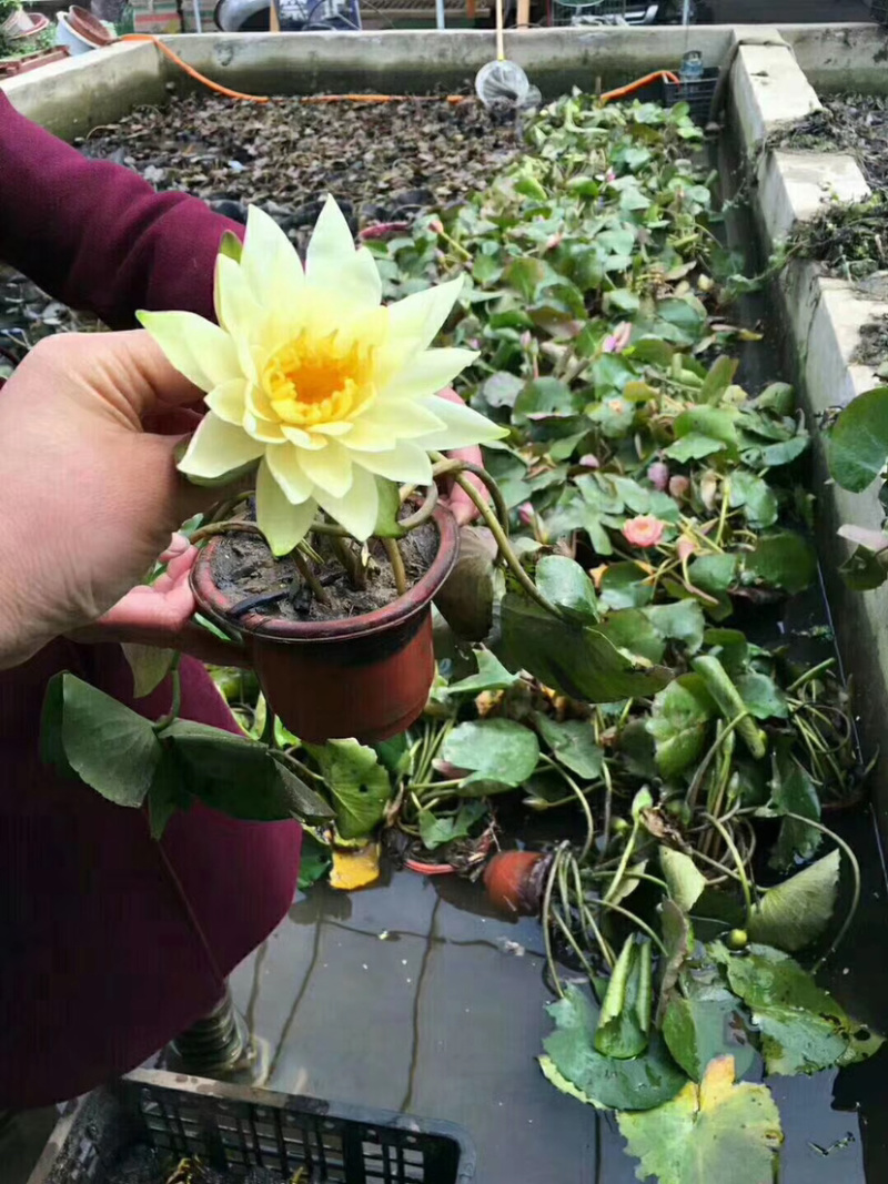 水生植物基地供应热带睡莲香睡莲