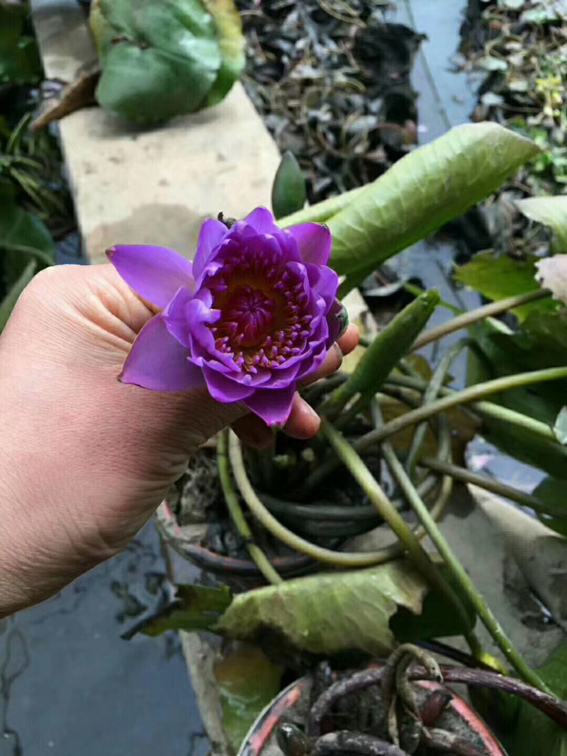 水生植物基地供应热带睡莲香睡莲