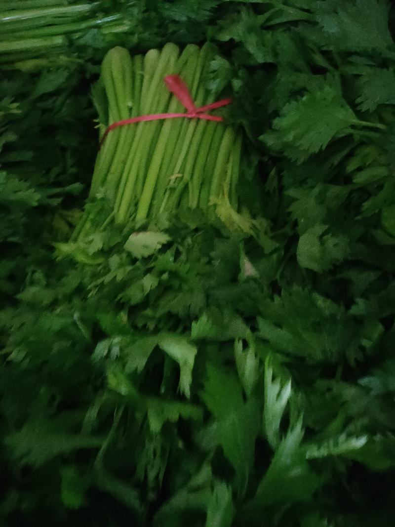精品芹菜，每捆均匀，精装捆，支持各种包装规格。
