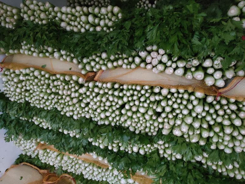精品芹菜，每捆均匀，精装捆，支持各种包装规格。