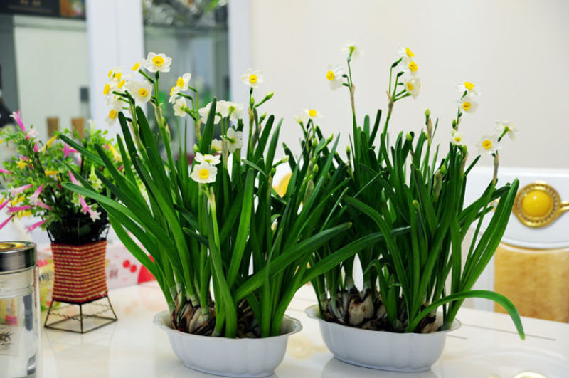 水仙花种球盆栽水养植物室内水培四季开花桌面风信子洋水仙花