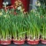 水仙花种球盆栽水养植物室内水培四季开花桌面风信子洋水仙花