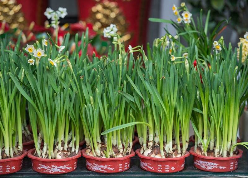 水仙花种球盆栽水养植物室内水培四季开花桌面风信子洋水仙花