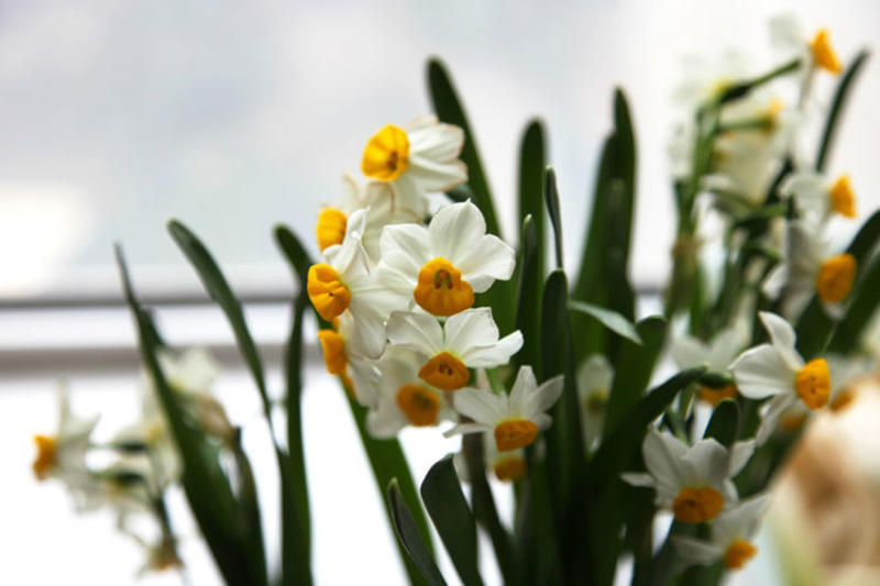 水仙花种球盆栽水养植物室内水培四季开花桌面风信子洋水仙花