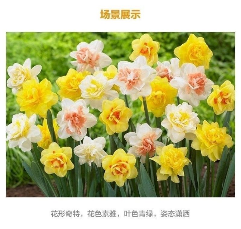 水仙花种球盆栽水养植物室内水培四季开花桌面风信子洋水仙花