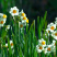 水仙花种球盆栽水养植物室内水培四季开花桌面风信子洋水仙花